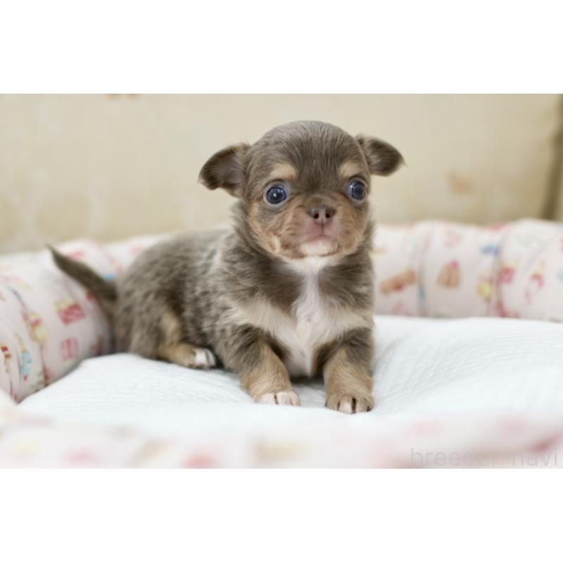 販売中の兵庫県のチワワ(ロングコート)-427940の3枚目