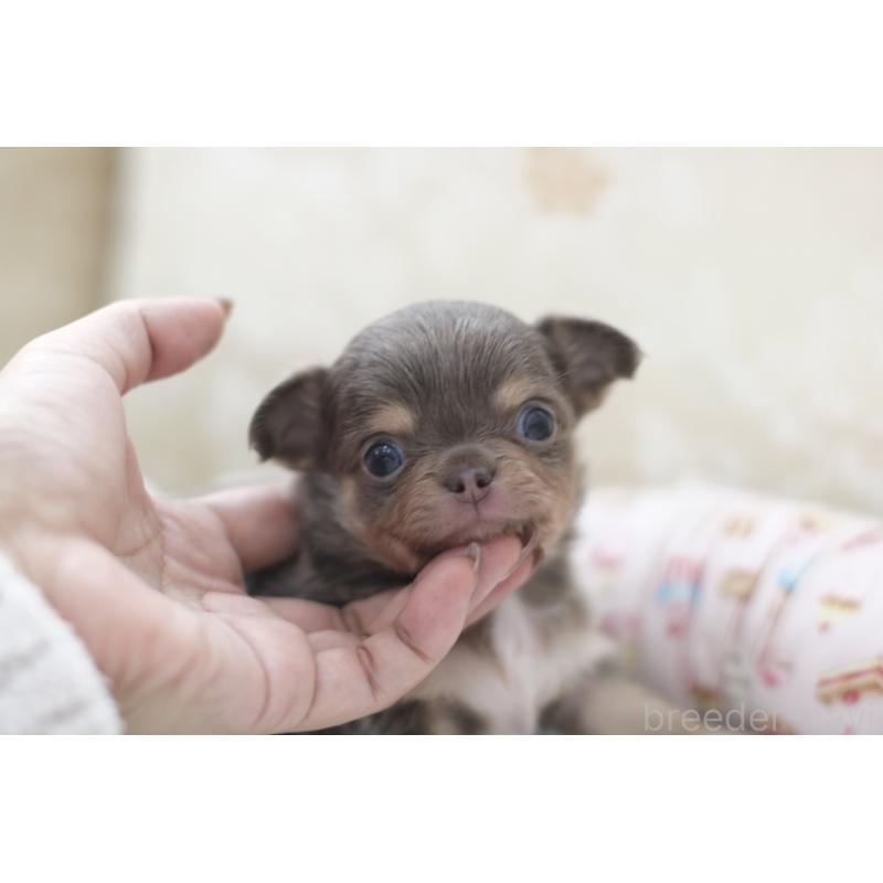 販売中の兵庫県のチワワ(ロングコート)-427940の2枚目