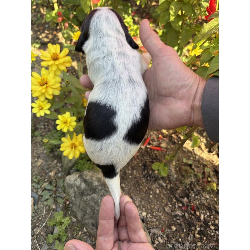 成約済の佐賀県のイングリッシュコッカースパニエル-427931の2枚目