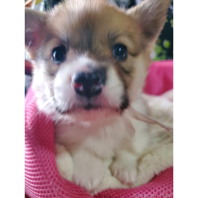 販売中の岩手県のウェルシュコーギーペンブローク-427929