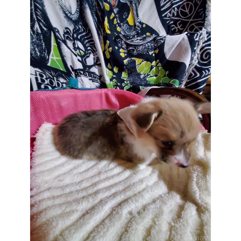 販売中の岩手県のウェルシュコーギーペンブローク-427929の5枚目