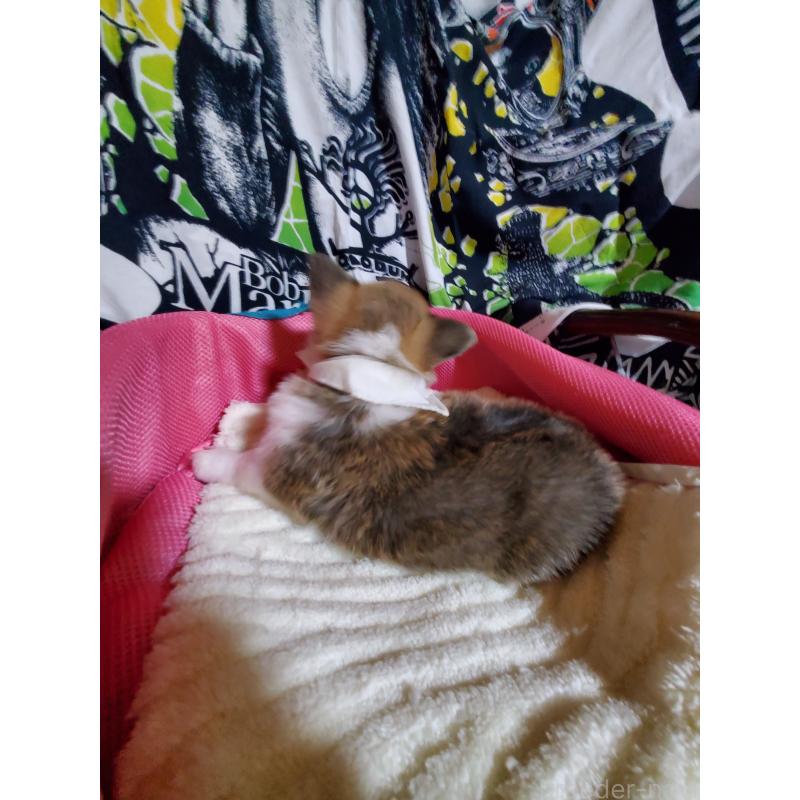 販売中の岩手県のウェルシュコーギーペンブローク-427929の4枚目