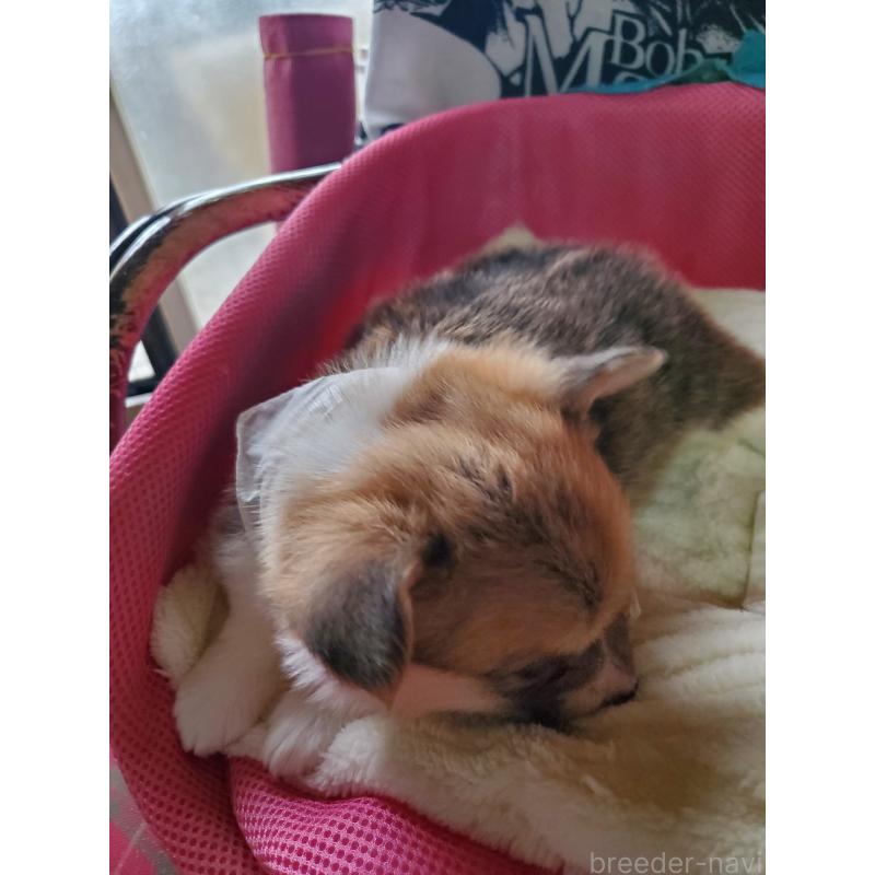 販売中の岩手県のウェルシュコーギーペンブローク-427929の3枚目