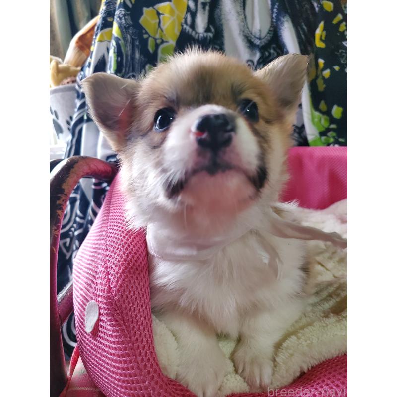 販売中の岩手県のウェルシュコーギーペンブローク-427929の2枚目