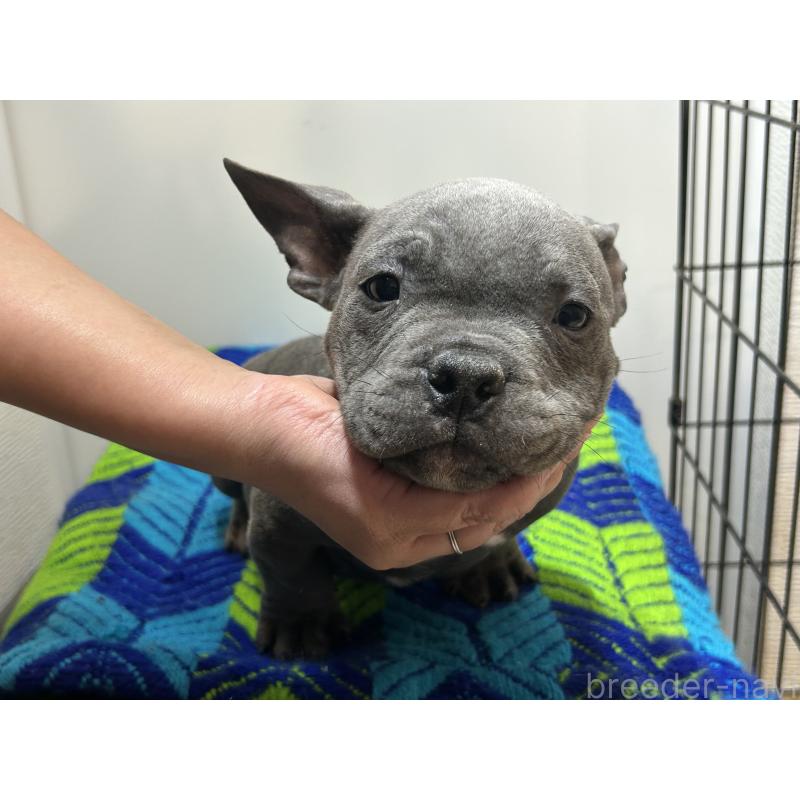 販売中の茨城県のエキゾチックブリー-418581の4枚目