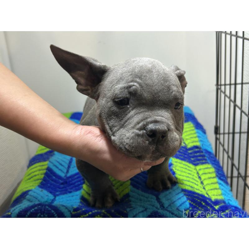 販売中の茨城県のエキゾチックブリー-418581の3枚目