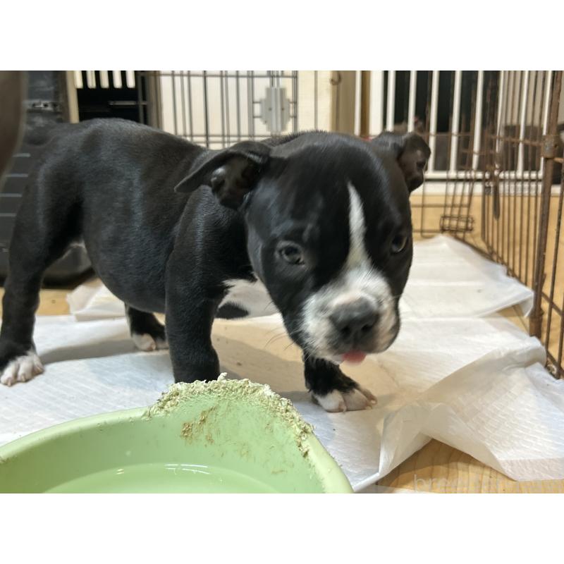 販売中の茨城県のエキゾチックブリー-418580の7枚目