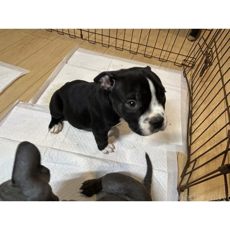 販売中の茨城県のエキゾチックブリー-418580の6枚目