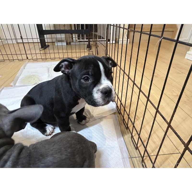 販売中の茨城県のエキゾチックブリー-418580の5枚目