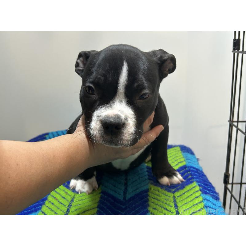 販売中の茨城県のエキゾチックブリー-418580の4枚目