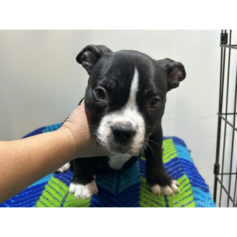 販売中の茨城県のエキゾチックブリー-418580の3枚目