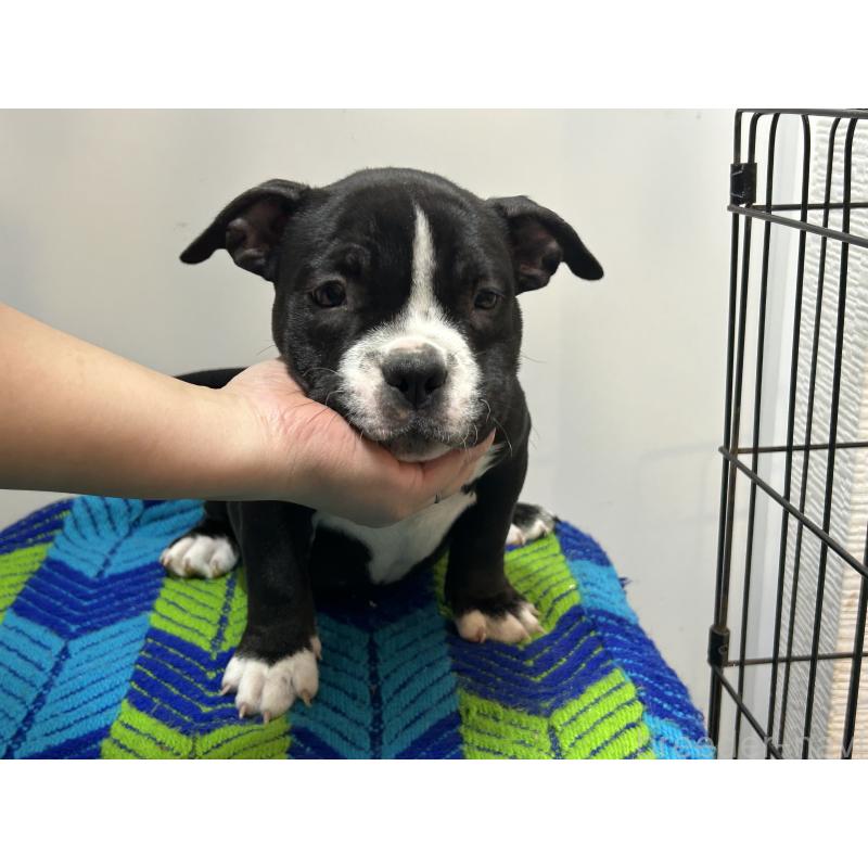 販売中の茨城県のエキゾチックブリー-418580の2枚目