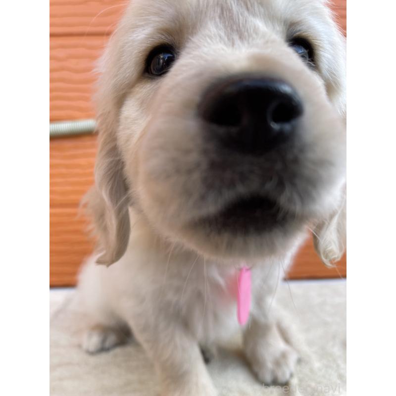 販売中の茨城県のゴールデンレトリーバー-427935の40枚目