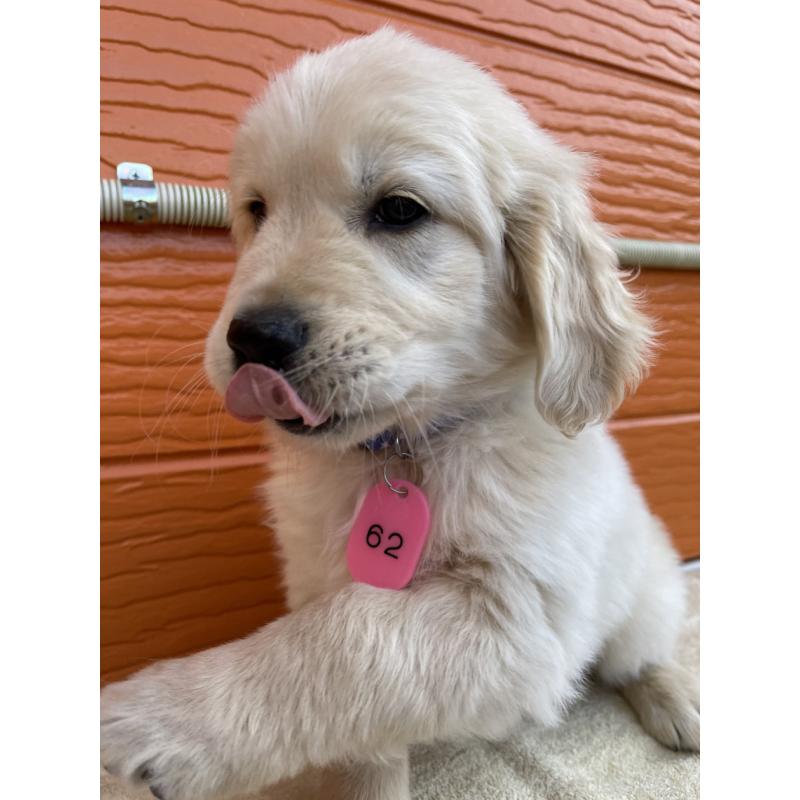 販売中の茨城県のゴールデンレトリーバー-427935の39枚目