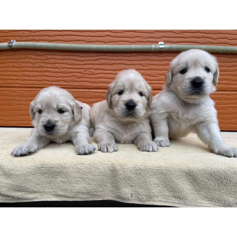 販売中の茨城県のゴールデンレトリーバー-427935の38枚目