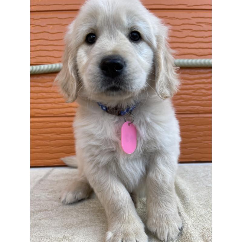 販売中の茨城県のゴールデンレトリーバー-427935の37枚目