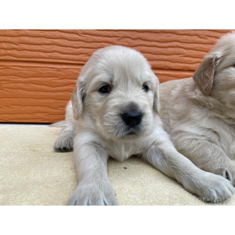 販売中の茨城県のゴールデンレトリーバー-427935の36枚目