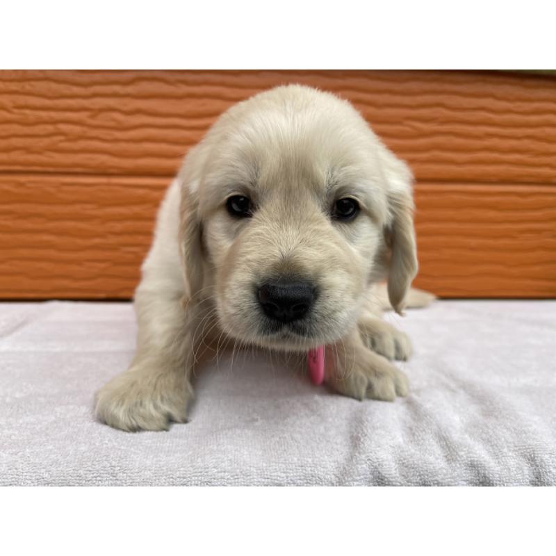 販売中の茨城県のゴールデンレトリーバー-427935の35枚目