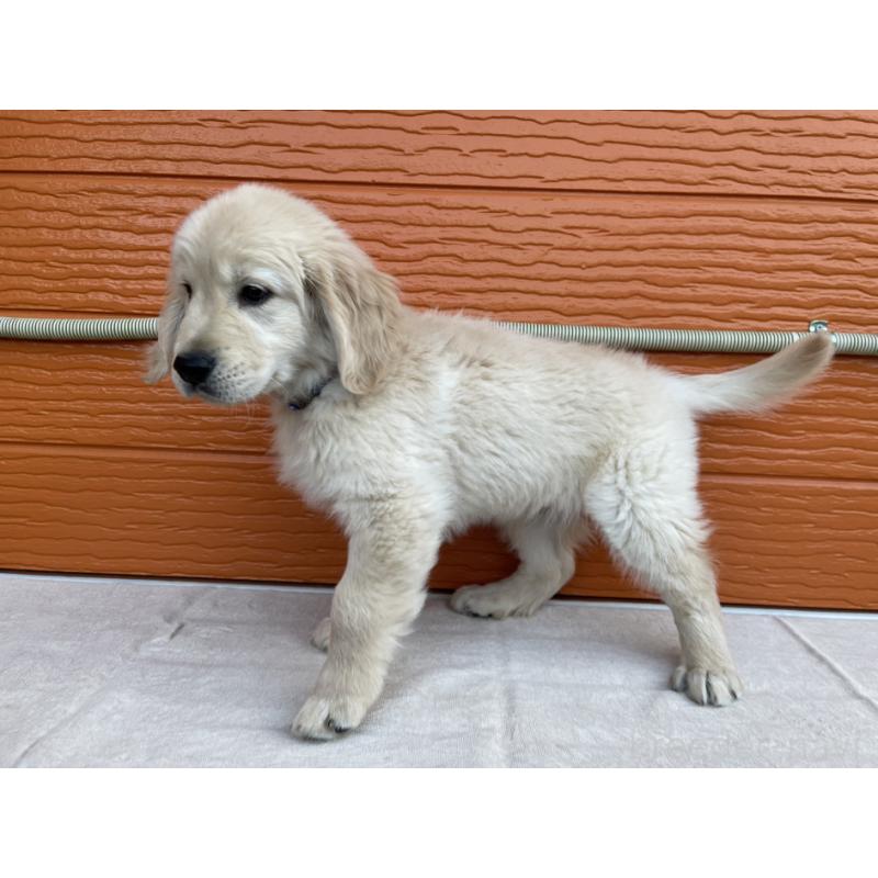 販売中の茨城県のゴールデンレトリーバー-427935の34枚目