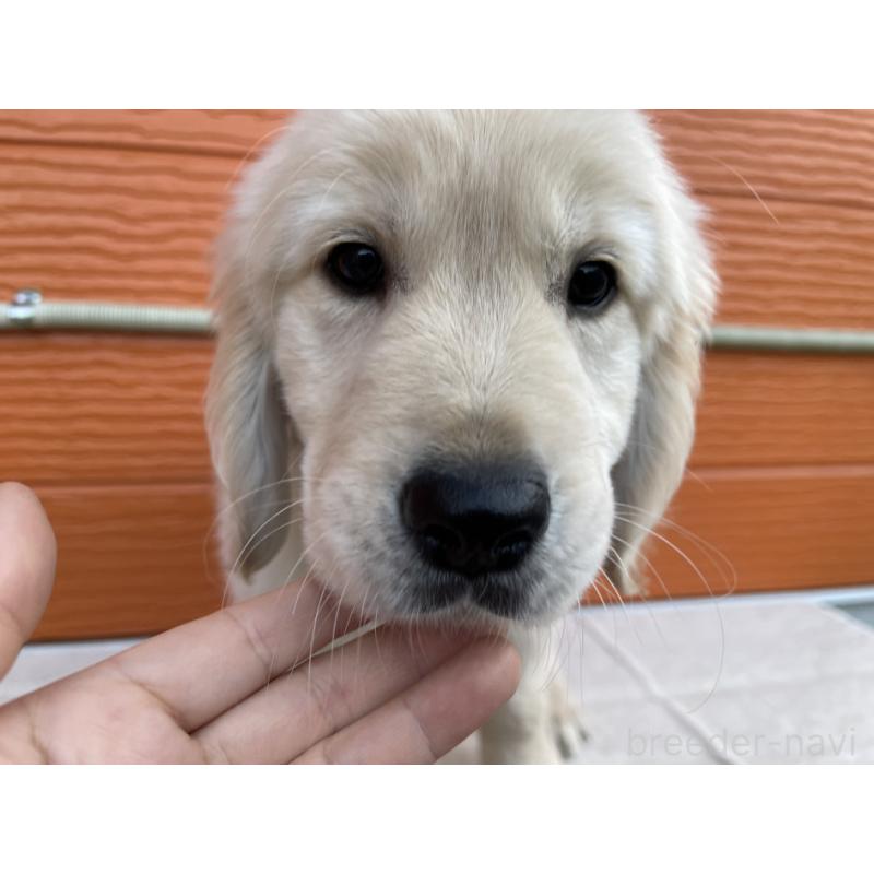 販売中の茨城県のゴールデンレトリーバー-427935の33枚目