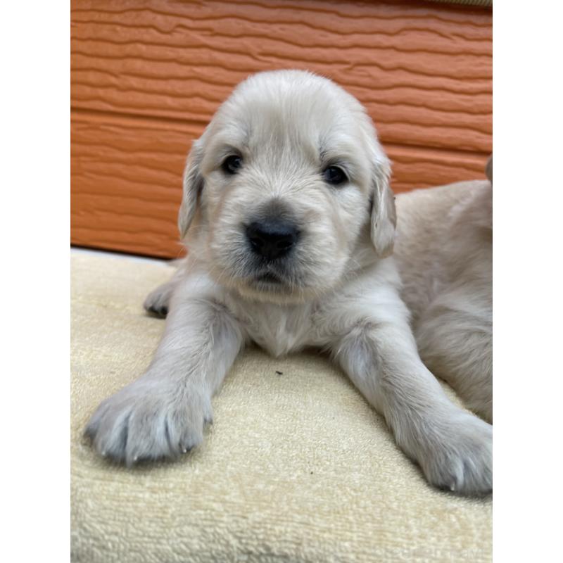 販売中の茨城県のゴールデンレトリーバー-427935の32枚目