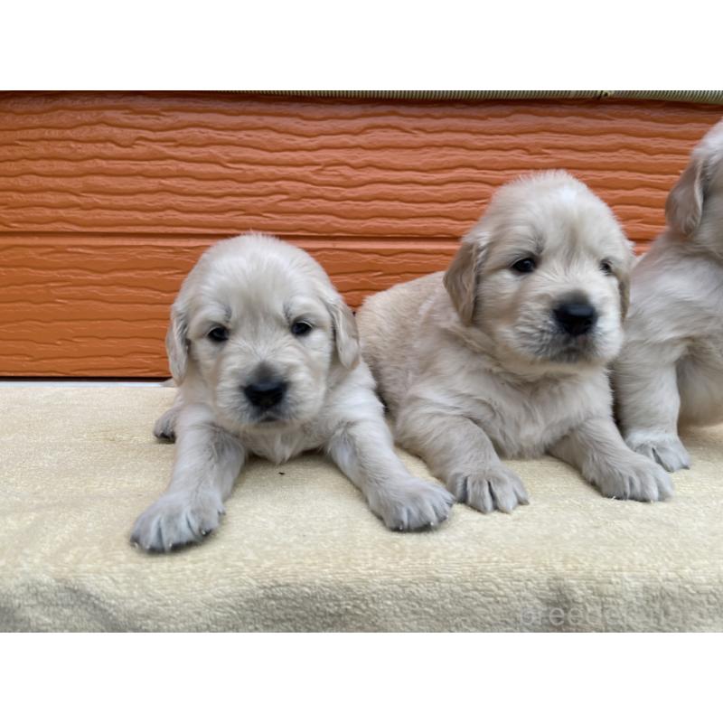 販売中の茨城県のゴールデンレトリーバー-427935の31枚目