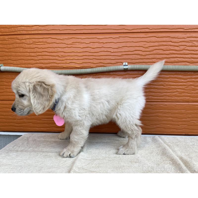 販売中の茨城県のゴールデンレトリーバー-427935の30枚目