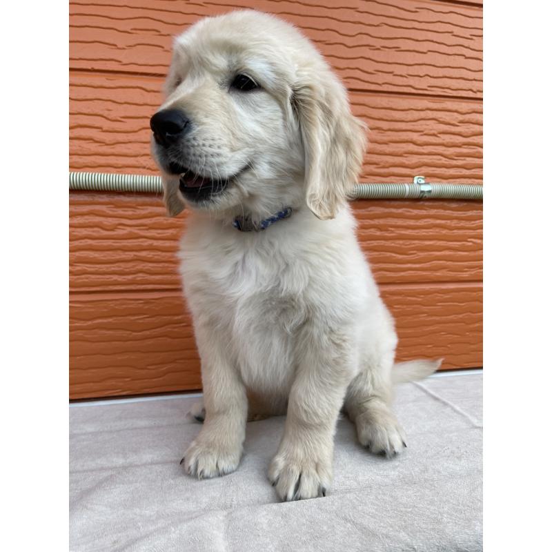 販売中の茨城県のゴールデンレトリーバー-427935の29枚目