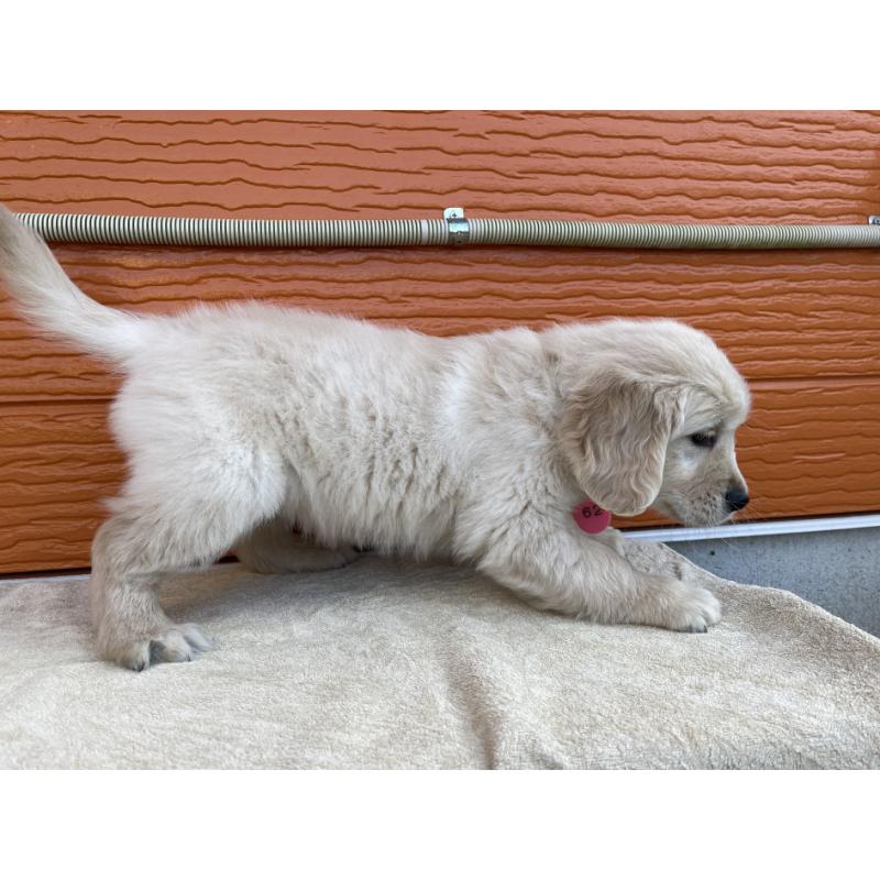 販売中の茨城県のゴールデンレトリーバー-427935の28枚目