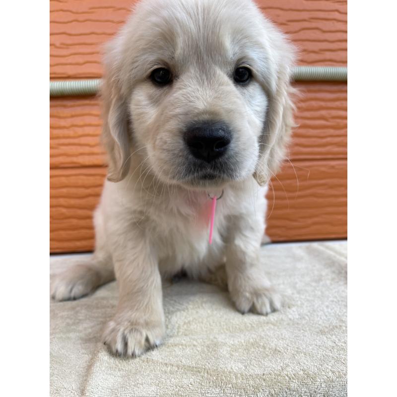 販売中の茨城県のゴールデンレトリーバー-427935の27枚目