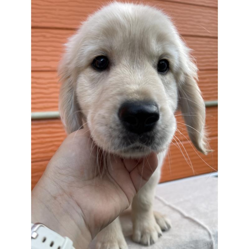 販売中の茨城県のゴールデンレトリーバー-427935の26枚目