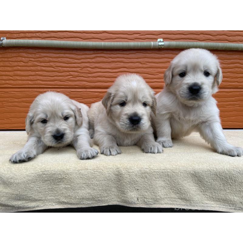 販売中の茨城県のゴールデンレトリーバー-427935の25枚目