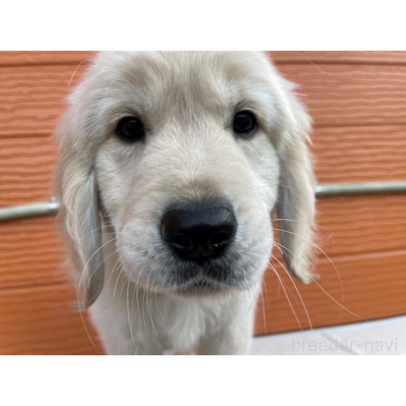 販売中の茨城県のゴールデンレトリーバー-427935の24枚目