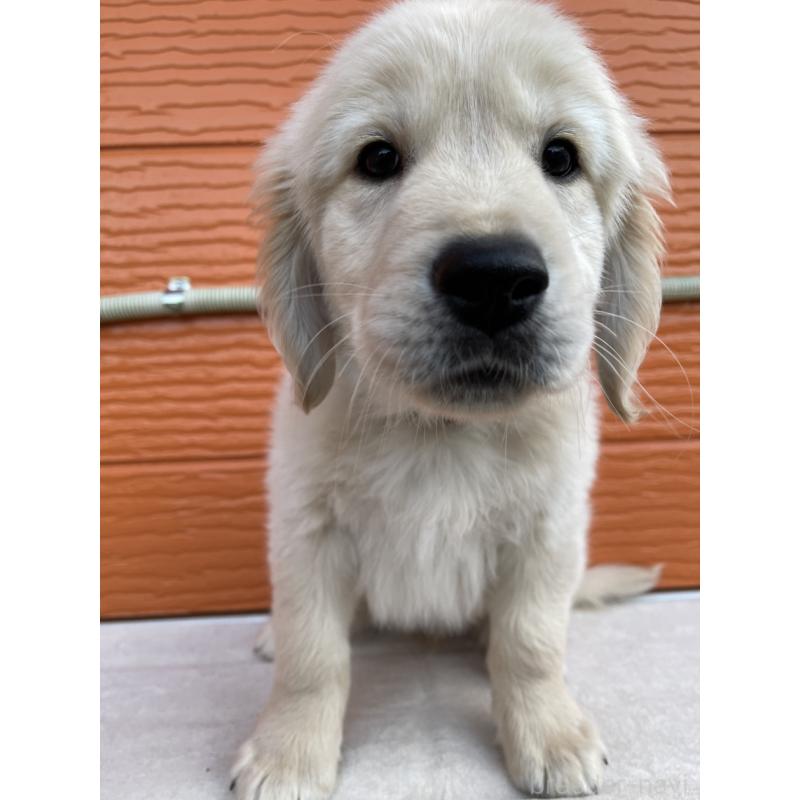 販売中の茨城県のゴールデンレトリーバー-427935の23枚目