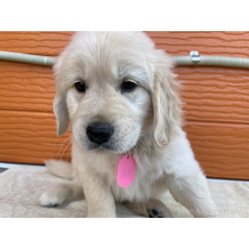 販売中の茨城県のゴールデンレトリーバー-427935の22枚目