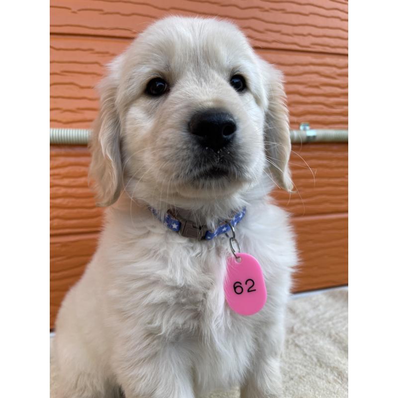 販売中の茨城県のゴールデンレトリーバー-427935の21枚目