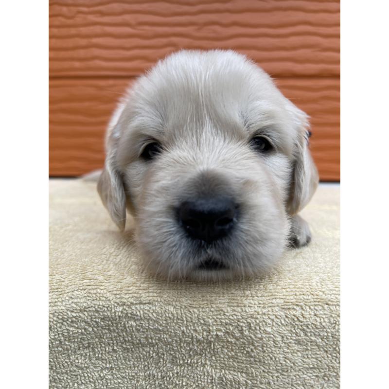 販売中の茨城県のゴールデンレトリーバー-427935の20枚目