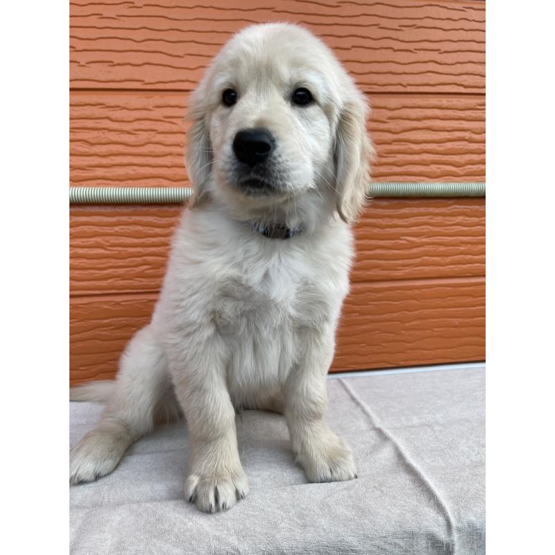 販売中の茨城県のゴールデンレトリーバー-427935の1枚目