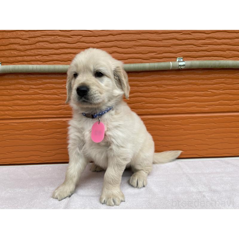 販売中の茨城県のゴールデンレトリーバー-427935の19枚目