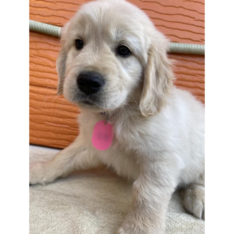 販売中の茨城県のゴールデンレトリーバー-427935の18枚目