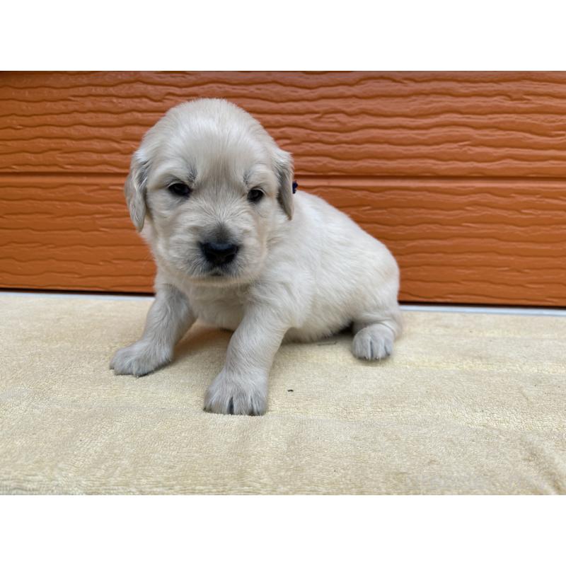 販売中の茨城県のゴールデンレトリーバー-427935の17枚目