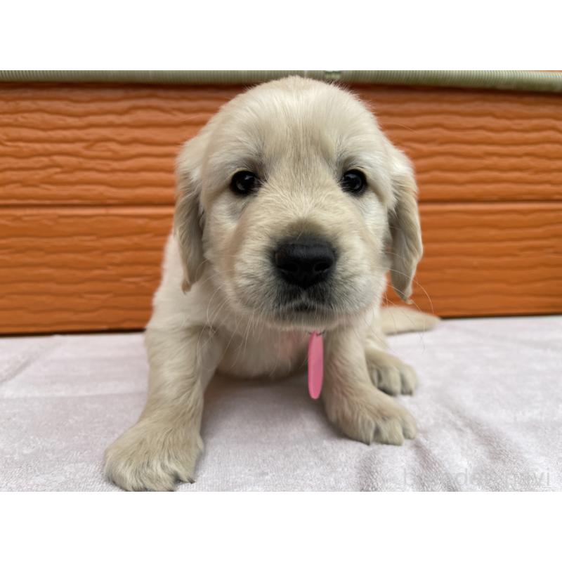 販売中の茨城県のゴールデンレトリーバー-427935の16枚目