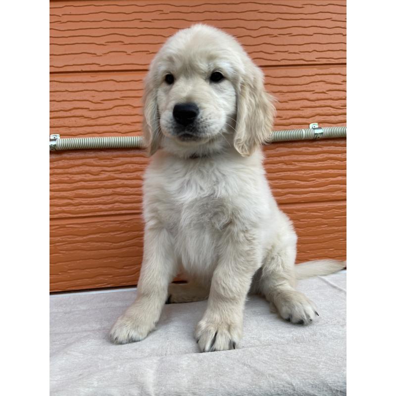 販売中の茨城県のゴールデンレトリーバー-427935の15枚目