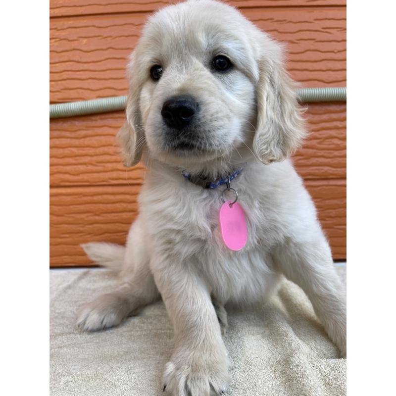 販売中の茨城県のゴールデンレトリーバー-427935の14枚目