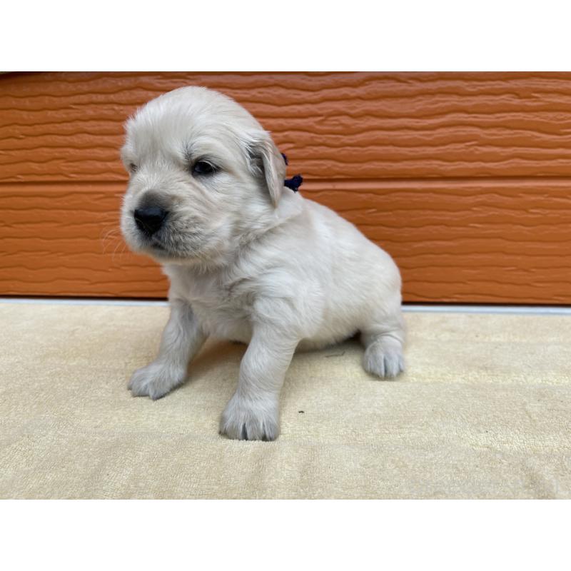 販売中の茨城県のゴールデンレトリーバー-427935の13枚目