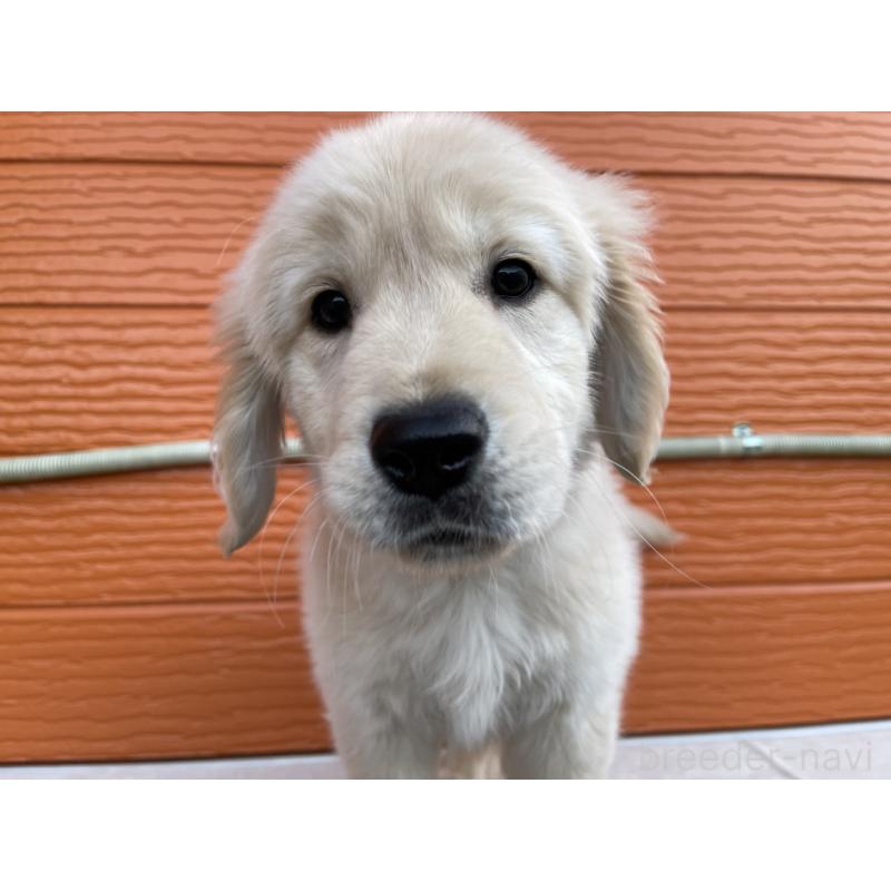 販売中の茨城県のゴールデンレトリーバー-427935の12枚目