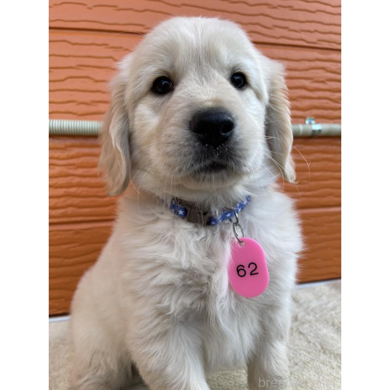 販売中の茨城県のゴールデンレトリーバー-427935の11枚目