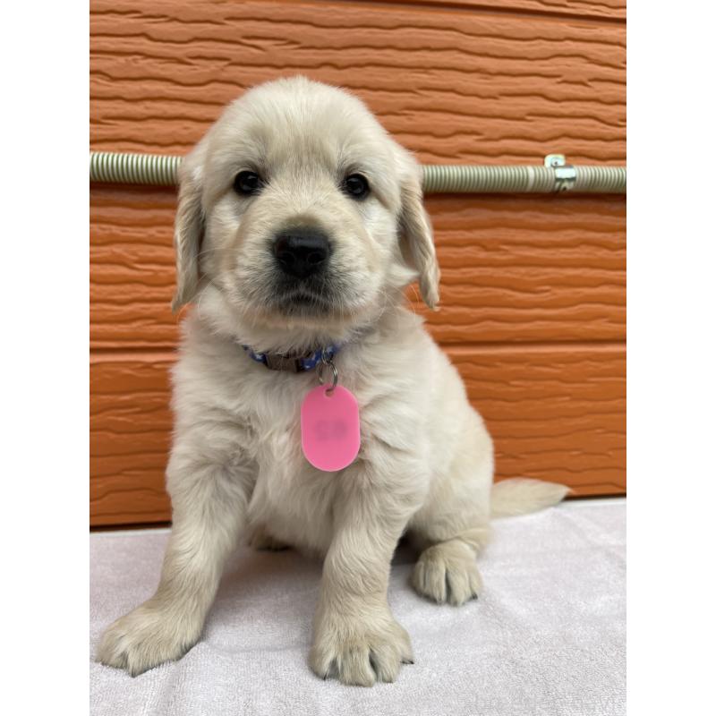 販売中の茨城県のゴールデンレトリーバー-427935の10枚目