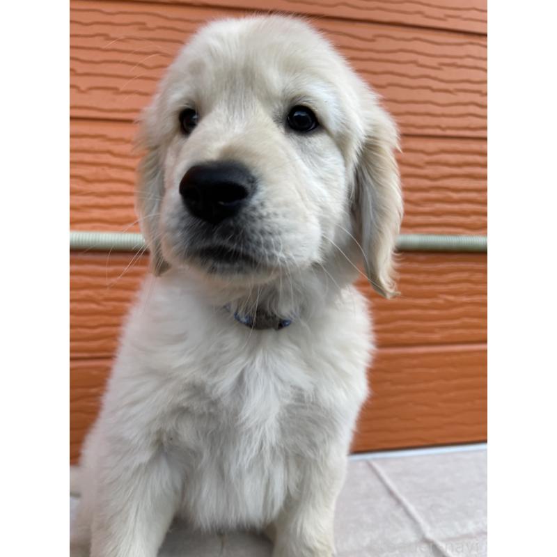 販売中の茨城県のゴールデンレトリーバー-427935の9枚目