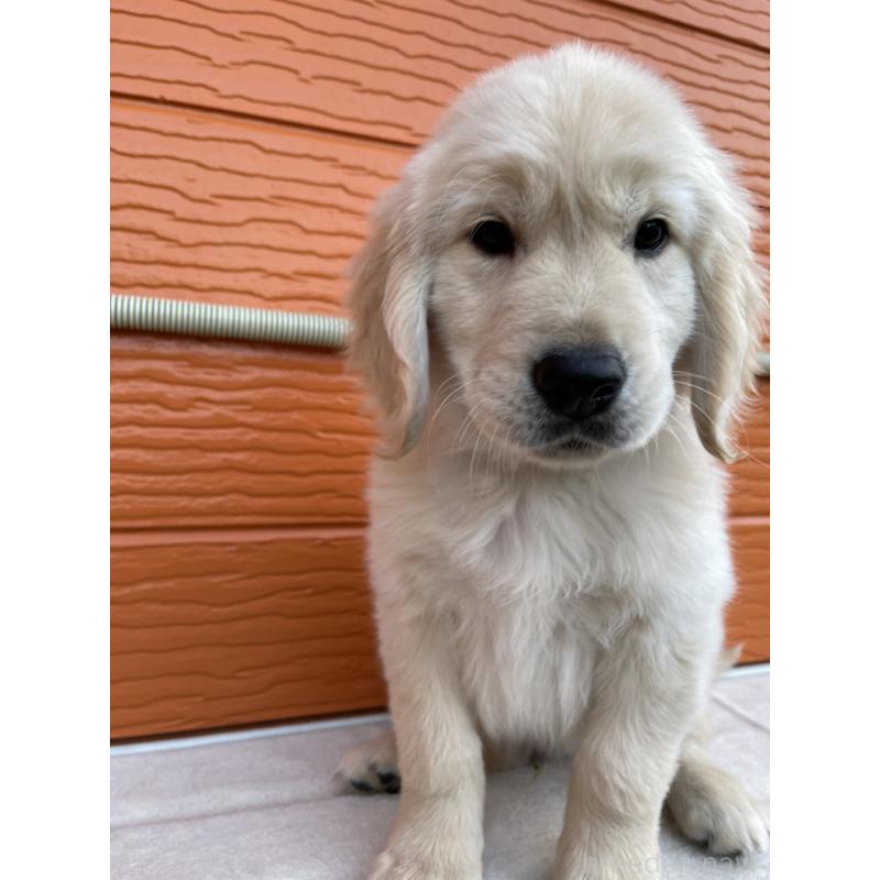 販売中の茨城県のゴールデンレトリーバー-427935の8枚目